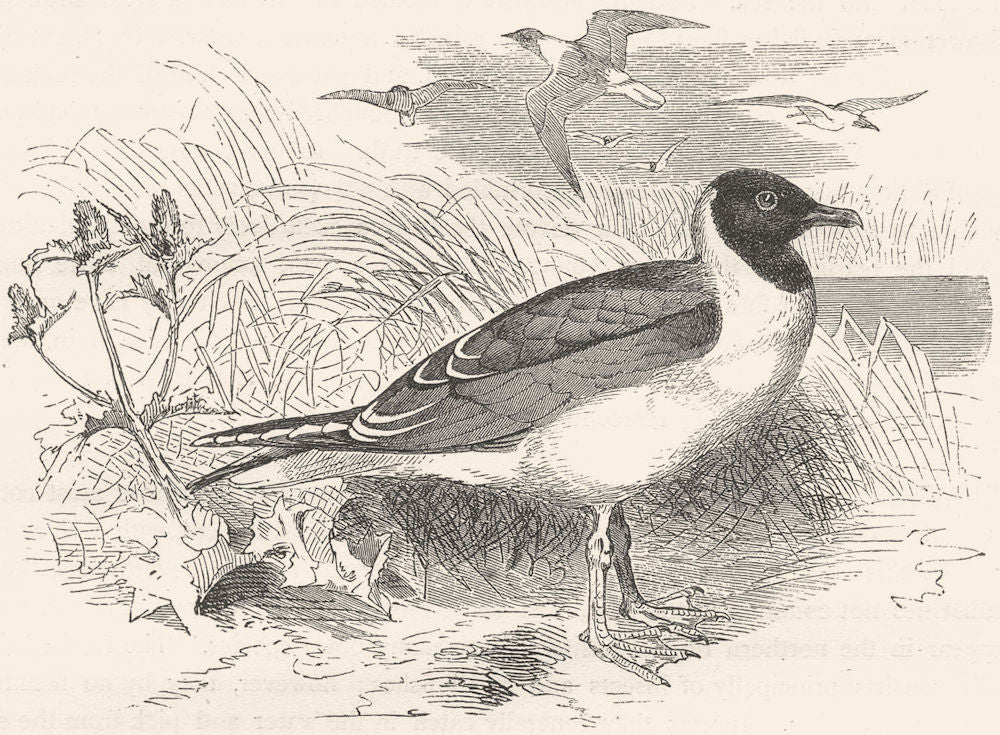 BIRDS. Sea-Flier. Kittiwake. Laughing Gull c1870 old antique print picture